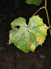 Vitis cinerea