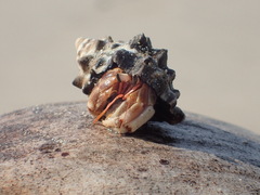 Coenobita