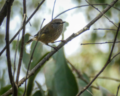 Acanthiza lineata
