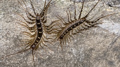Scutigeridae