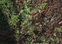 Euphorbia lasiocarpa