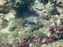 Chrysiptera unimaculata