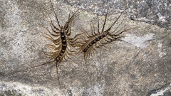 Scutigeridae
