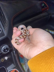 Lampropeltis calligaster