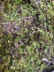 Atrichum undulatum