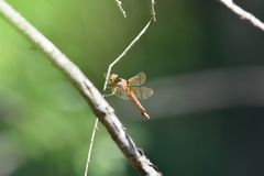 Orthemis ferruginea