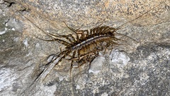 Scutigeridae