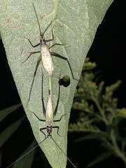 Oecanthus nigricornis