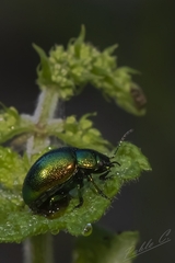 Chrysolina herbacea