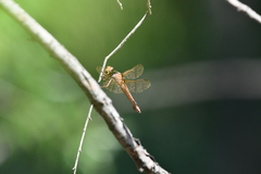 Orthemis ferruginea