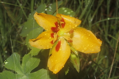 Cochlospermum wrightii