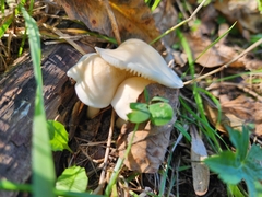 Hygrophorus eburneus