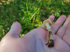 Hygrophorus eburneus