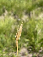 Danthonia intermedia