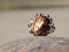 Coenobita
