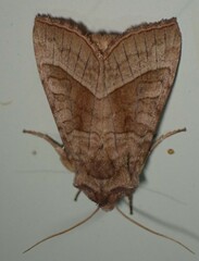 Hydraecia immanis