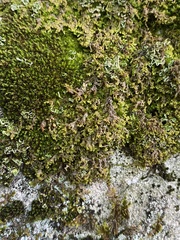 Ptilidium pulcherrimum