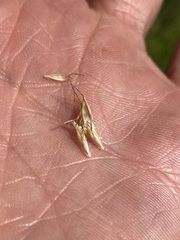 Danthonia intermedia