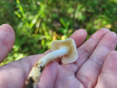 Hygrophorus eburneus