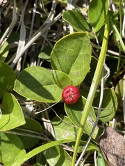 Gaultheria humifusa