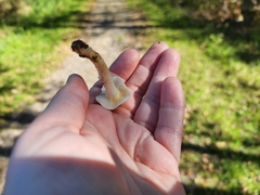 Hygrophorus eburneus