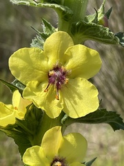 Verbascum virgatum