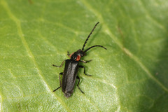 Polemius denticornis