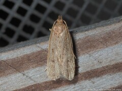 Glyphidocera juniperella