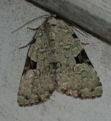 Leuconycta diphteroides