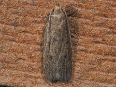 Glyphidocera juniperella