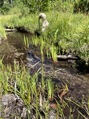 Eriophorum angustifolium