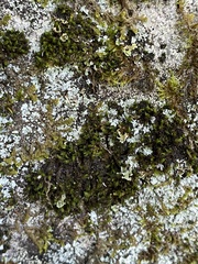 Grimmia pilifera