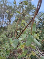 Lonicera implexa