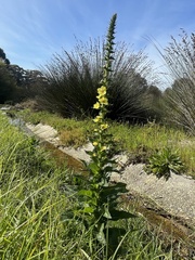 Verbascum virgatum