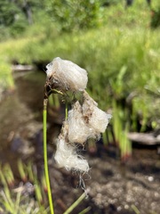 Eriophorum angustifolium