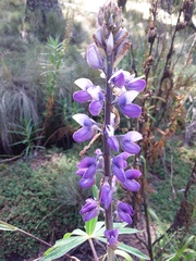 Lupinus montanus