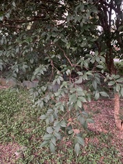 Plinia cauliflora