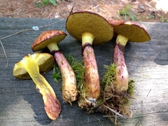Suillus spectabilis