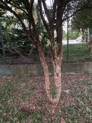 Plinia cauliflora