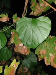 Cocculus carolinus