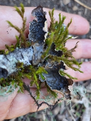 Lobaria