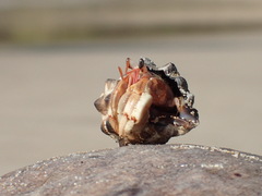 Coenobita