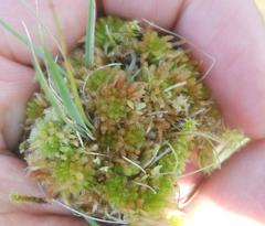 Sphagnum subnitens