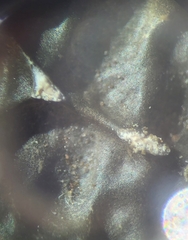 Lobaria