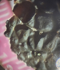 Lobaria