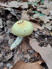 Flavoagaricus