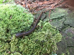 Hemidactylium scutatum