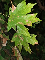Acer floridanum