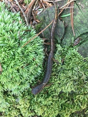 Hemidactylium scutatum