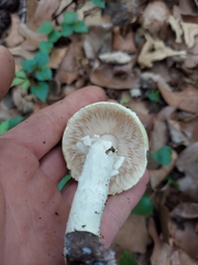 Flavoagaricus